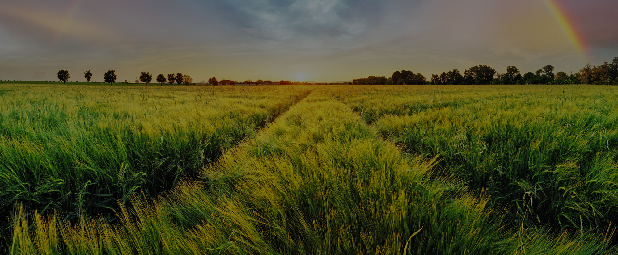 A large field of green grass under a golden sky